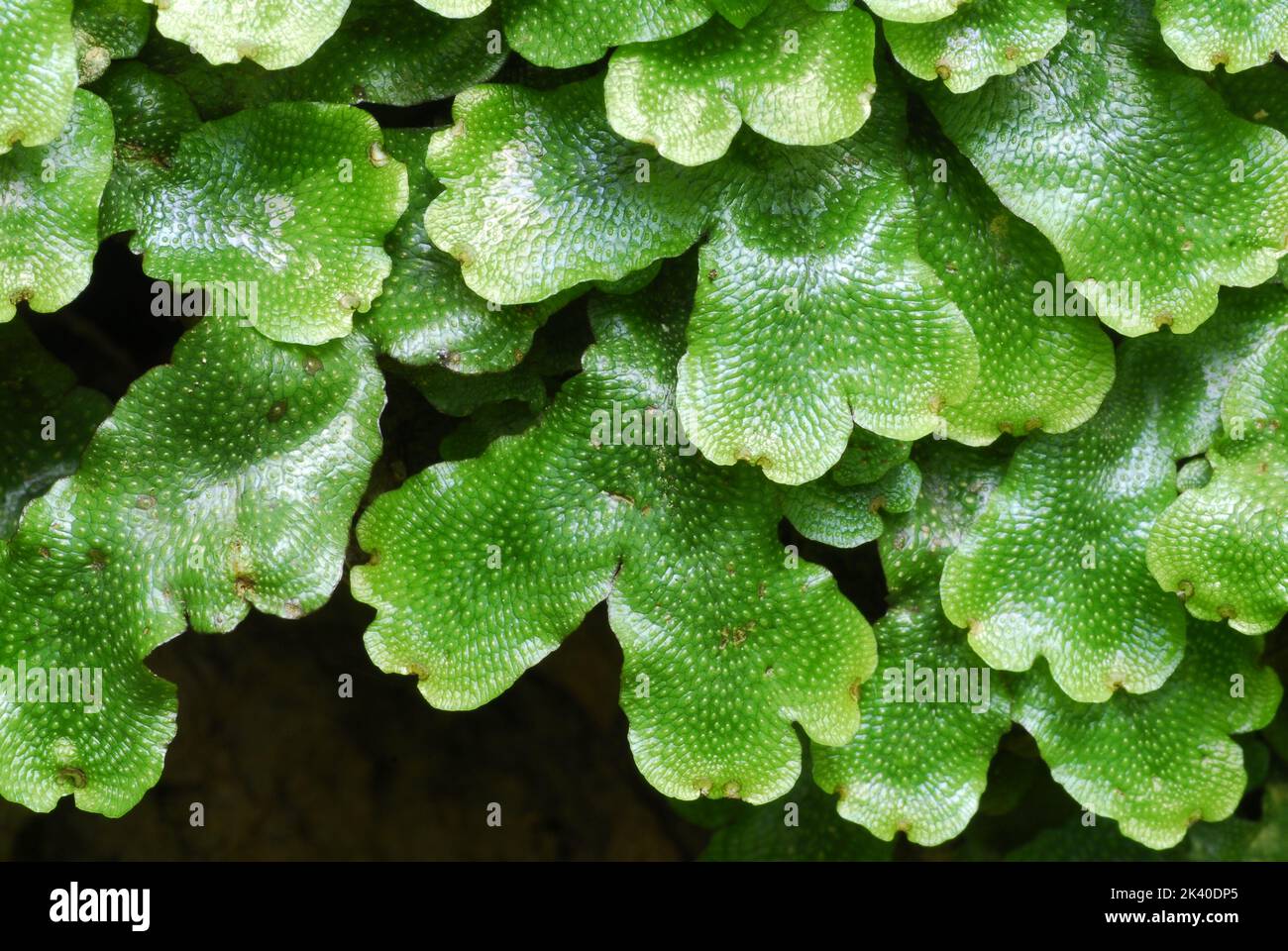 Detail of the leaves of the liverwort Conocephalum conicum Stock Photo