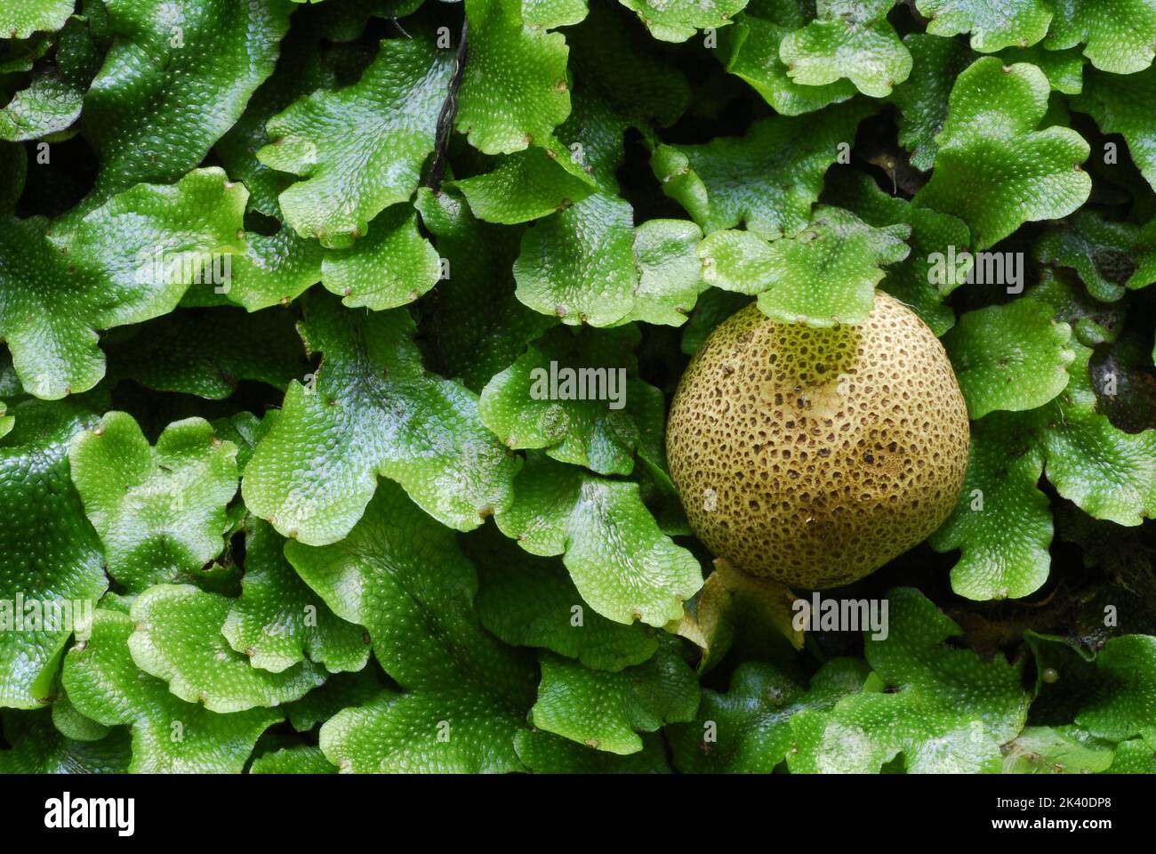 Detail of the liverwort Conocephalum conicum (in green) and the fungus Scleroderma citrinum Stock Photo