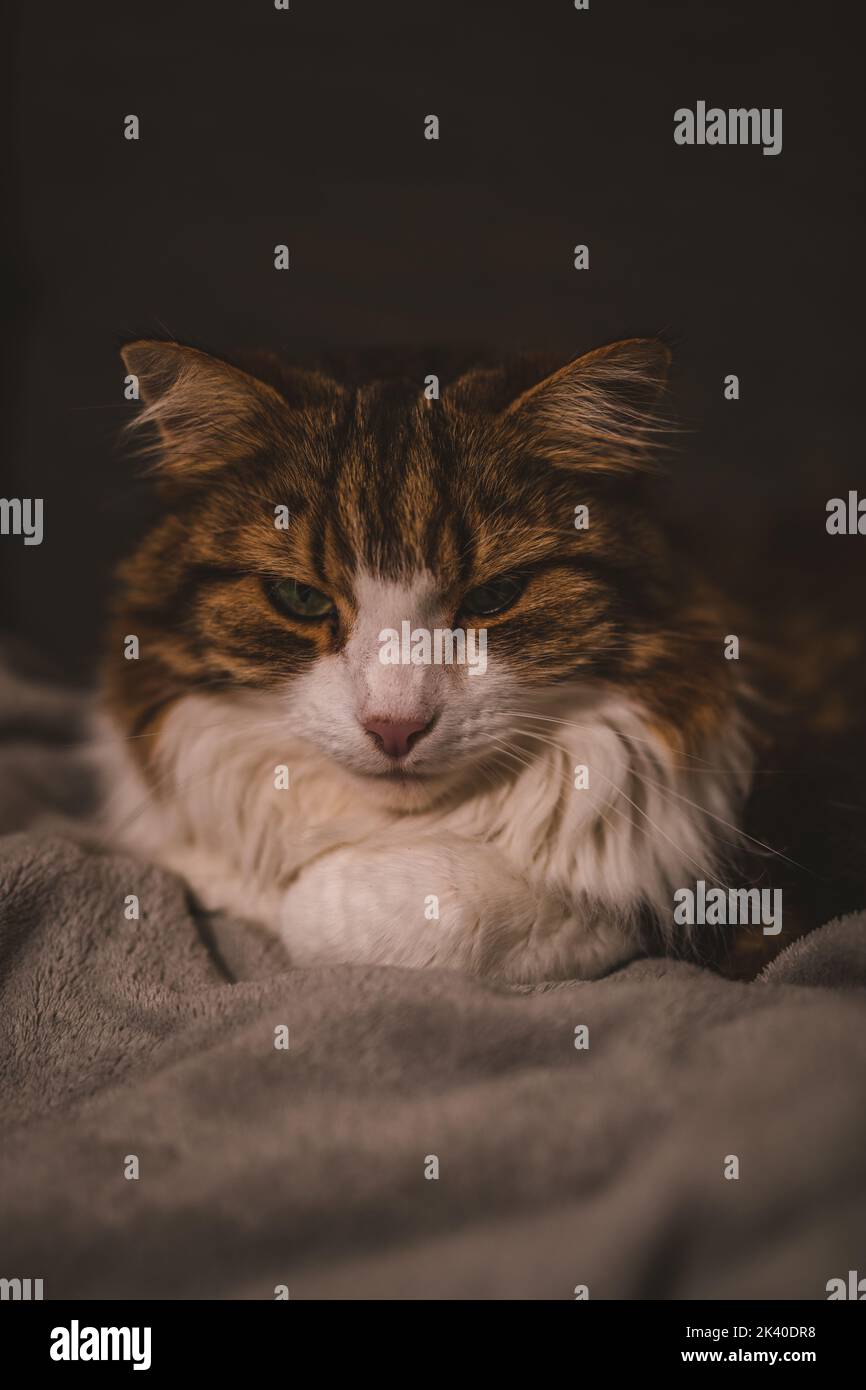 Portrait of rude cat Stock Photo