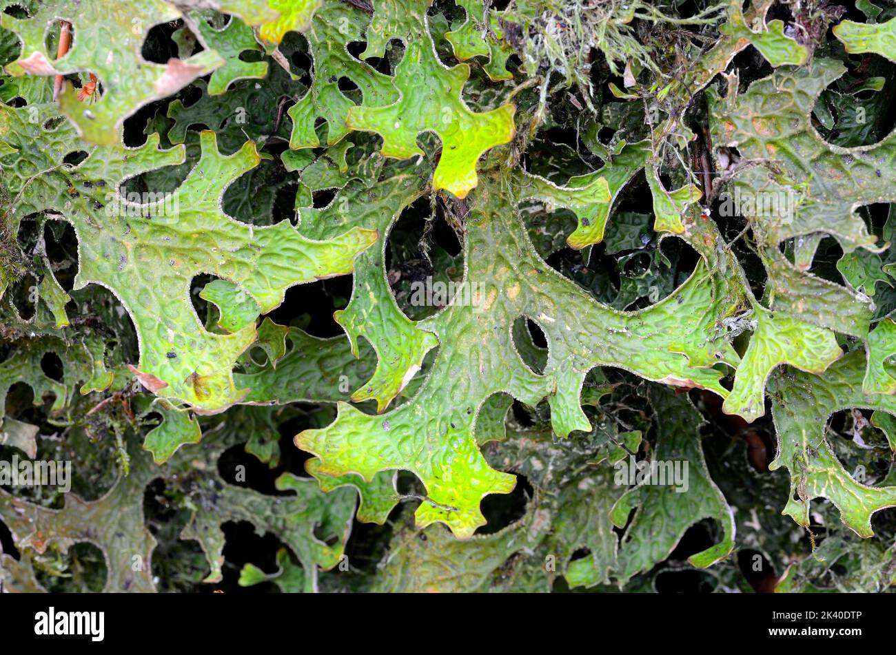 Lobaria pulmonaria, a protected forest lichen Stock Photo