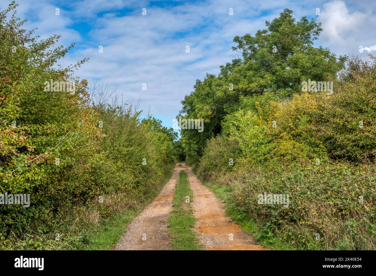 A Norfolk country lane on a bright autumn afternoon. Stock Photo