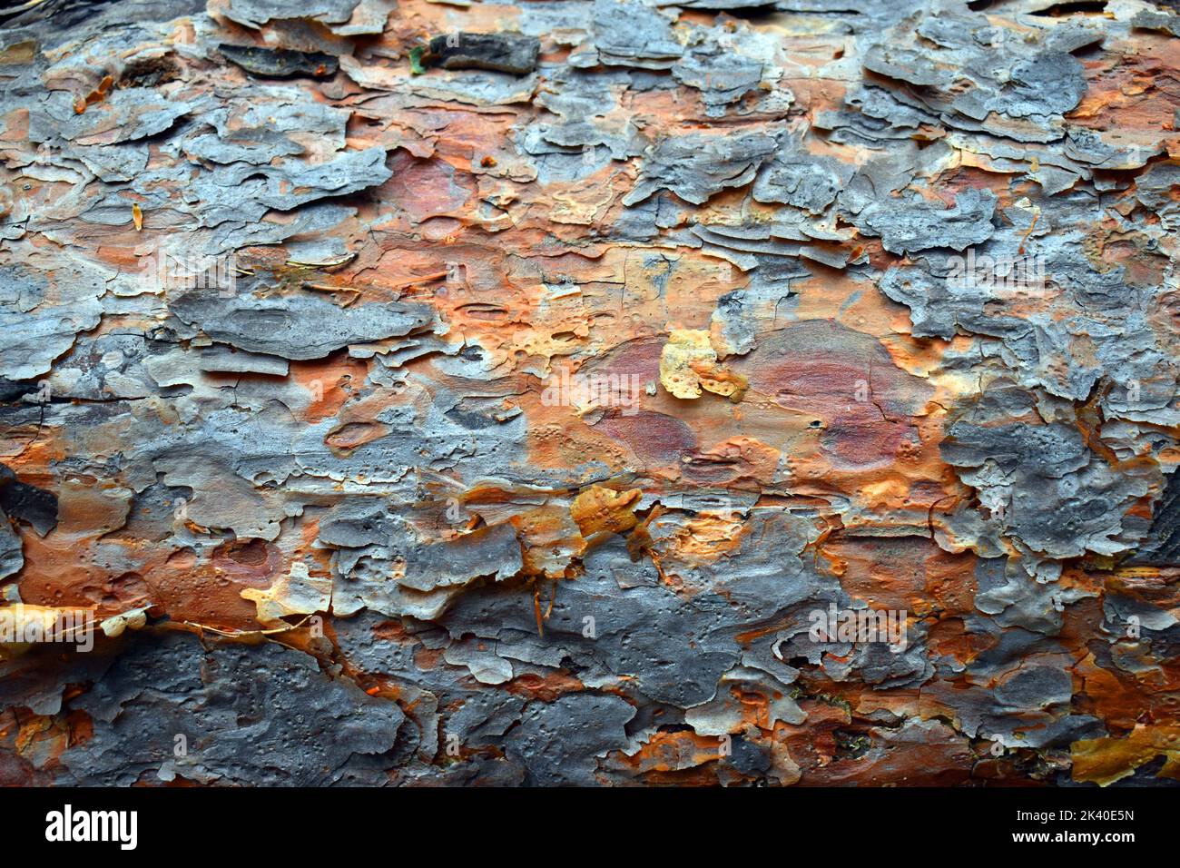 Scots pine bark (Pinus sylvestris) Stock Photo