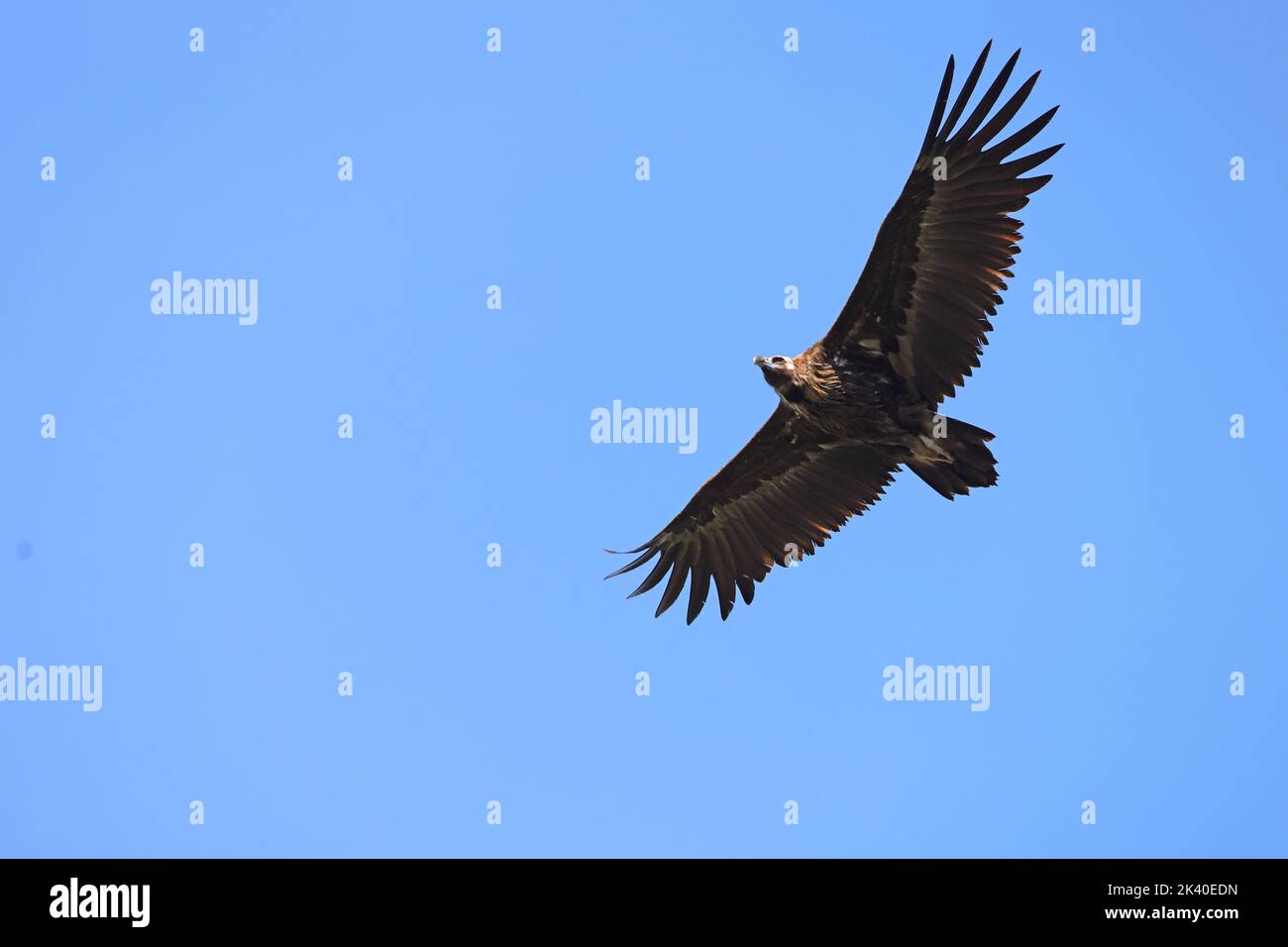 cinereous vulture (Aegypius monachus), soaring, Spain, Extremadura, Monfrague National Park Stock Photo