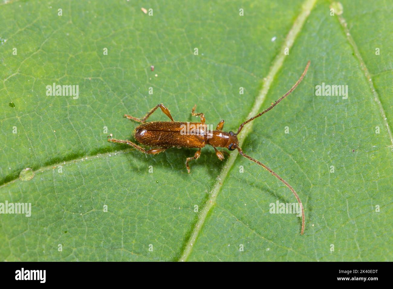 Brown Longhorn Beetle (Obrium brunneum), sits on a leaf, Germany Stock Photo