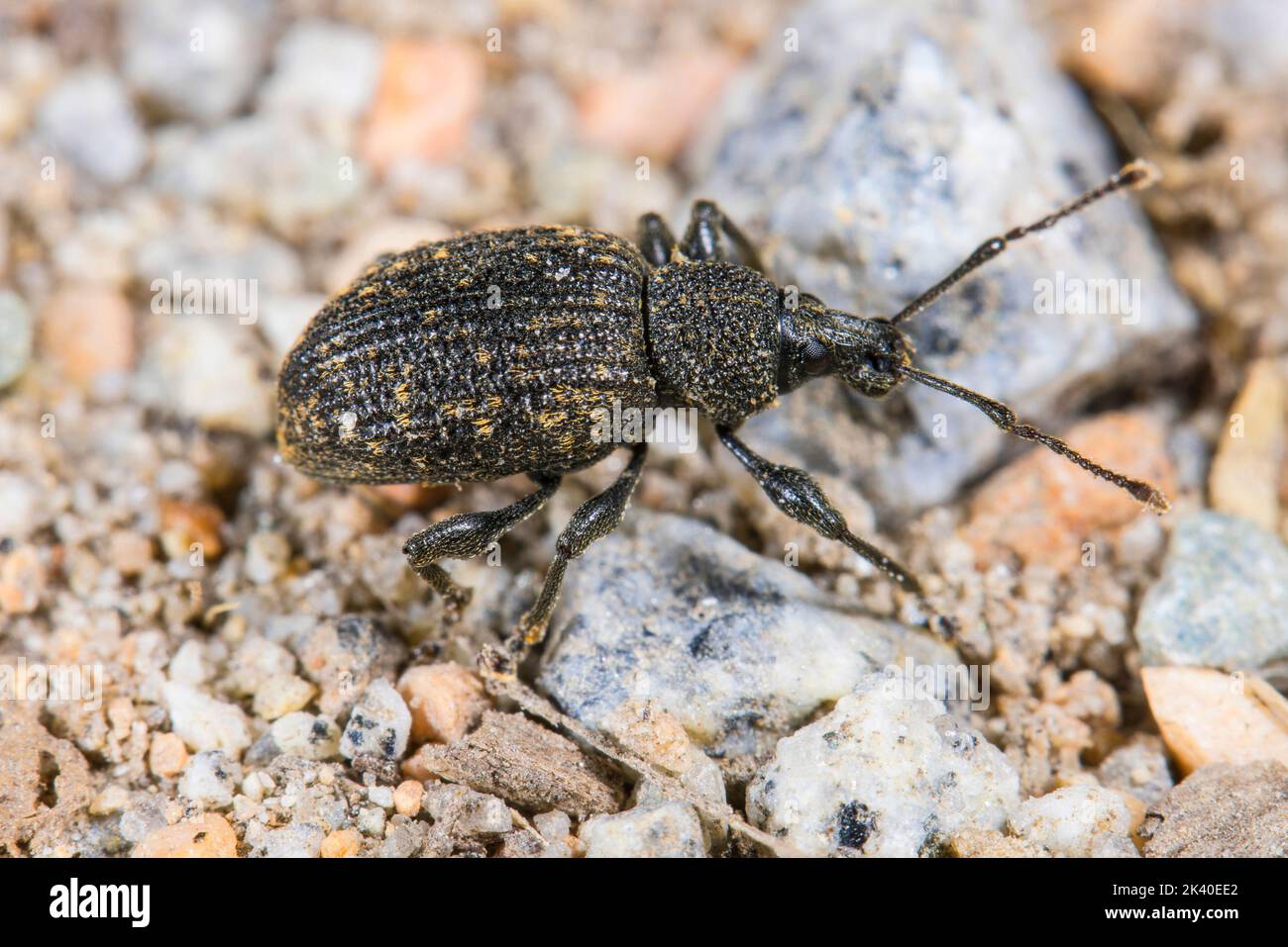 Cine weevil, Black vine weevil, European vine weevil (Otiorhynchus sulcatus, Brachyrhinus sulcatus), on stony ground, Germany Stock Photo