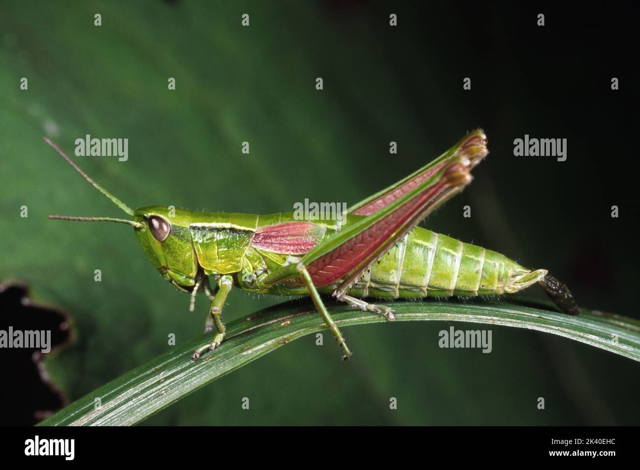 small gold grasshopper (Chrysochraon brachypterus, Euthystira brachyptera), female sits on a leaf, Germany Stock Photo