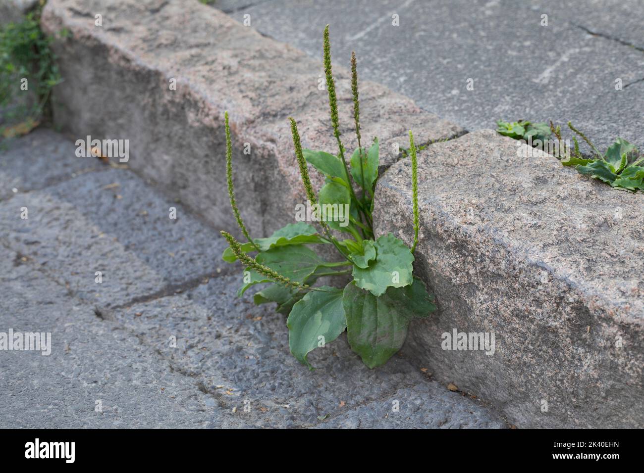 common plantain, greater plantain, broadleaf plantain, nipple-seed plantain, white man's footprint (Plantago major), growing at a curbstone, Germany Stock Photo