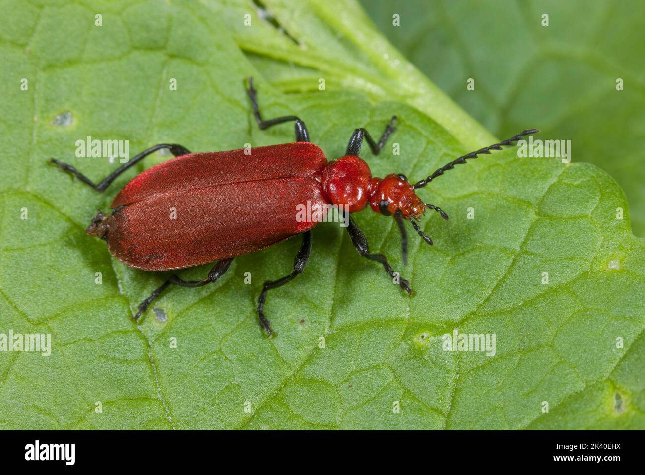 Cardinal Beetle, Cardinal Beetles, Red-headed cardinal beetle (Pyrochroa serraticornis), sits on a leaf, Germany Stock Photo