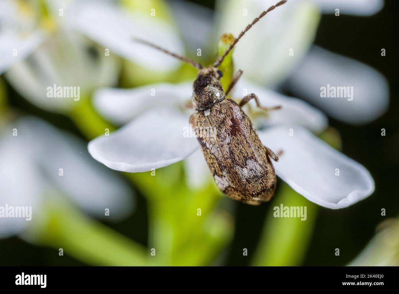 Death-watch beetle (Ptinomorphus imperialis, Hedobia imperialis), sits on a flower, Germany Stock Photo