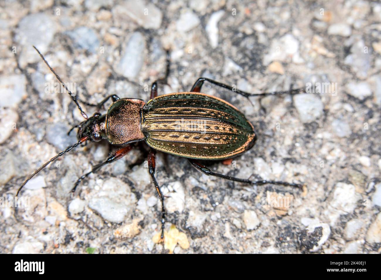 Cancellate ground beetle (Carabus cancellatus, Tachypus cancellatus), on stony ground, Germany Stock Photo