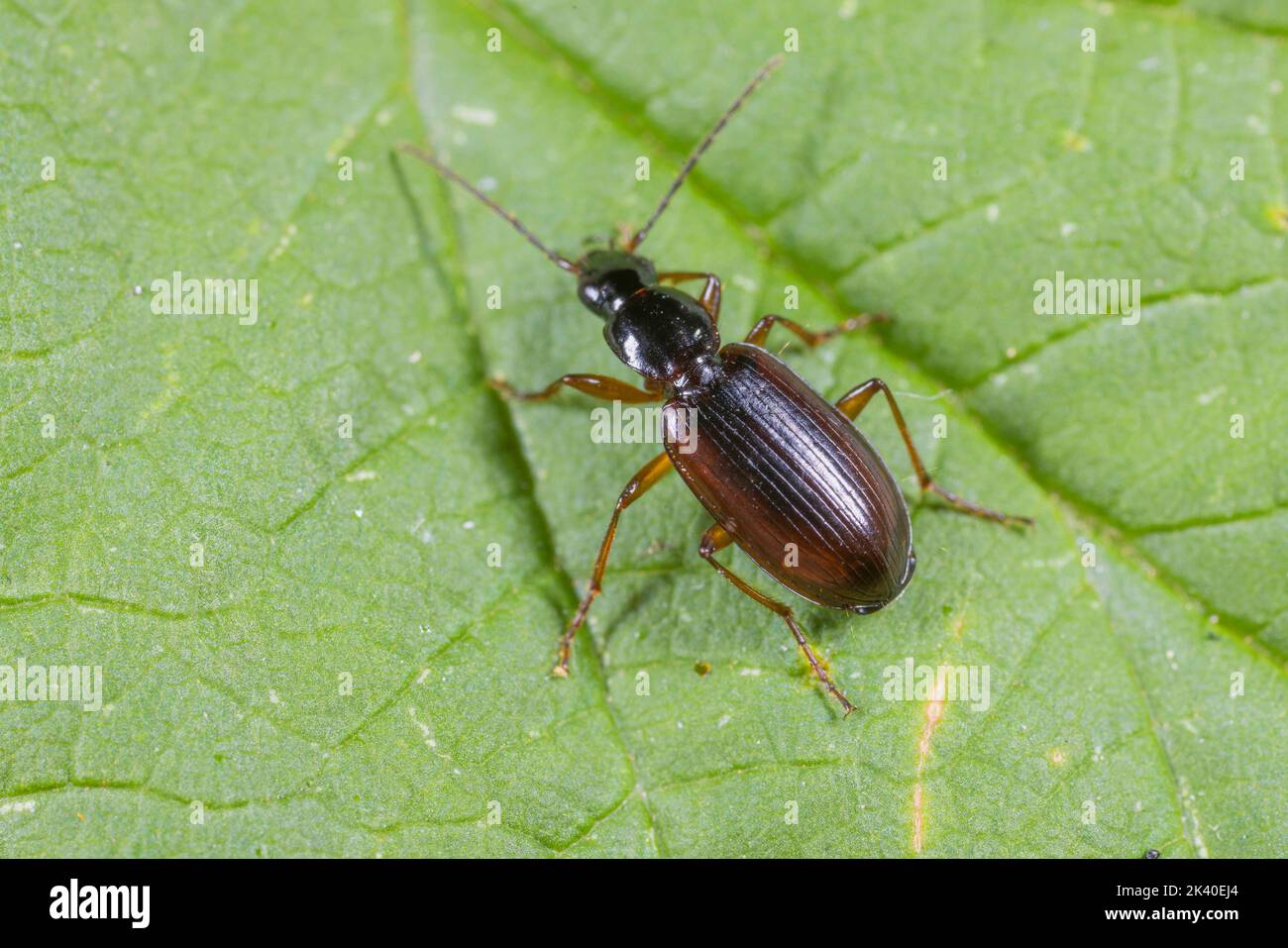 Ground beetle (Agonum thoreyi, Europhilus thoreyi ), sits on a leaf, Germany Stock Photo