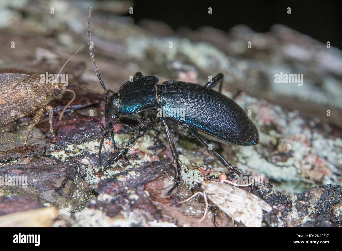 violet ground beetle (Carabus violaceus purpurascens, Carabus purpurascens), on the ground, Germany Stock Photo