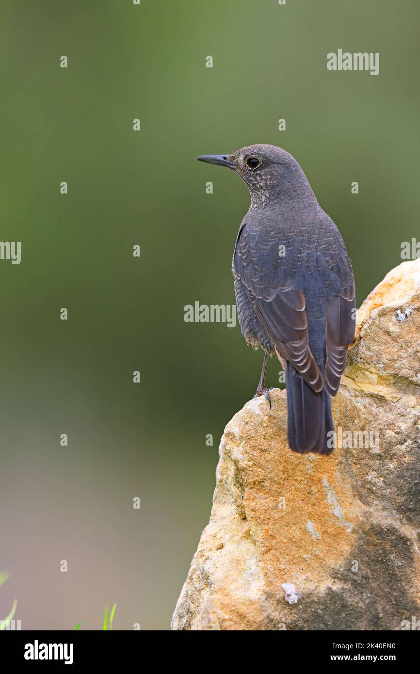blue-rock-thrush-monticola-solitarius-female-perching-on-a-rock