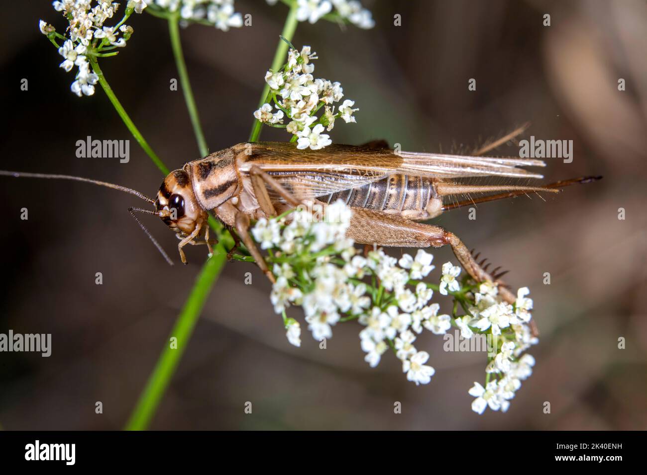 House cricket, Domestic cricket, Domestic gray cricket (Acheta domesticus, Acheta domestica, Gryllulus domesticus), female sits on an inflorescence, Stock Photo