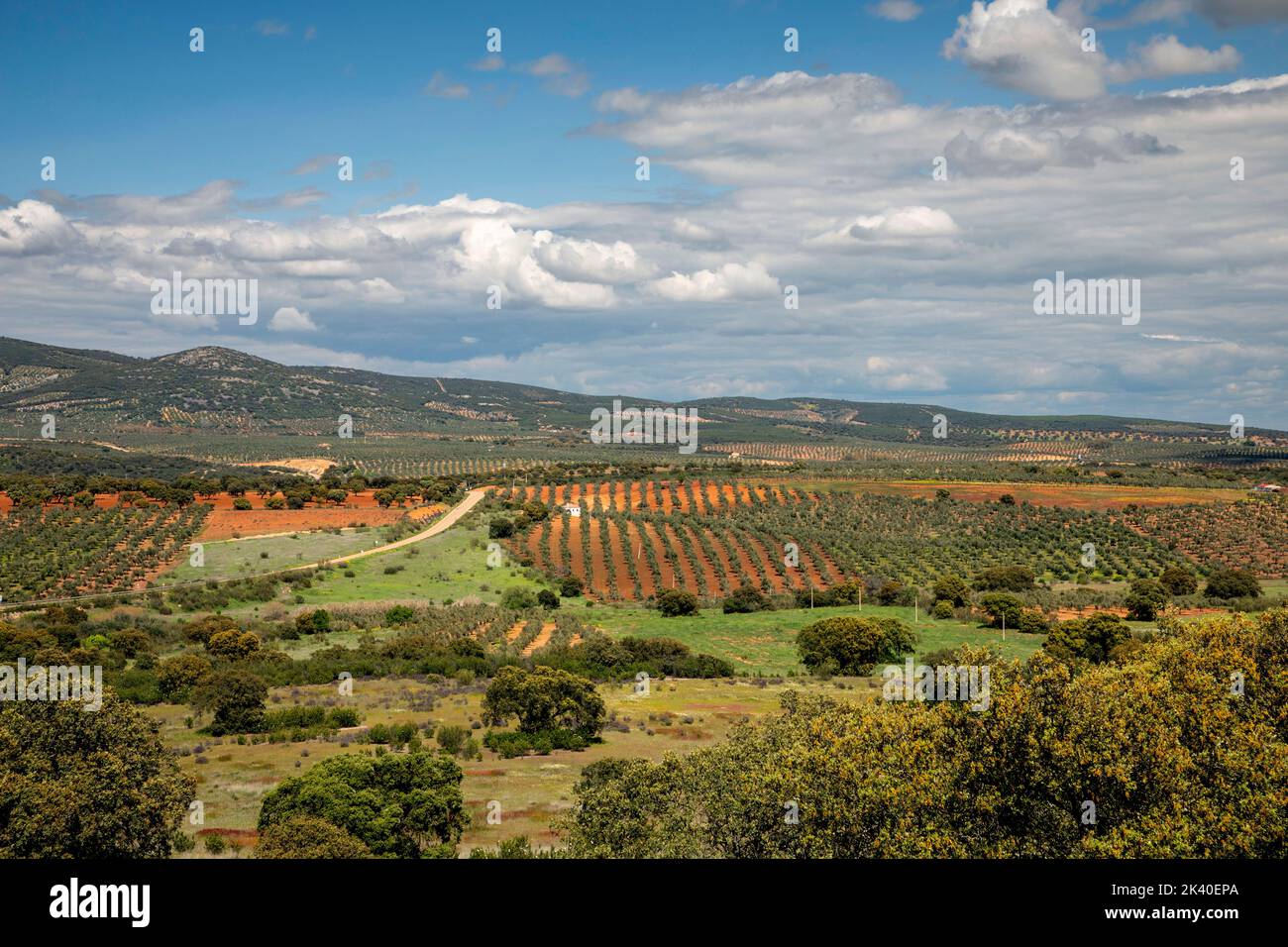 Mediterranean cultural landscape, olive groves and evergreen oaks, Spain, Extremadura, SW Castuera Stock Photo