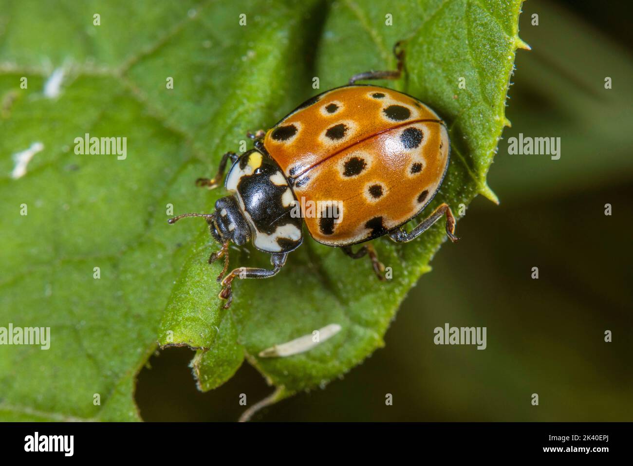 eyed ladybird, pine ladybird beetle (Anatis ocellata), sits on a leaf, Germany Stock Photo