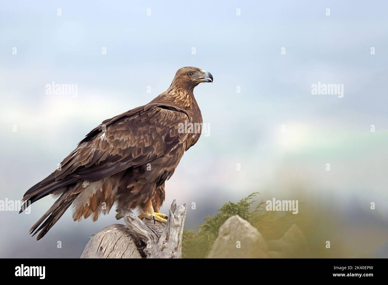 golden eagle (Aquila chrysaetos), stands on a dead tree in the mountain