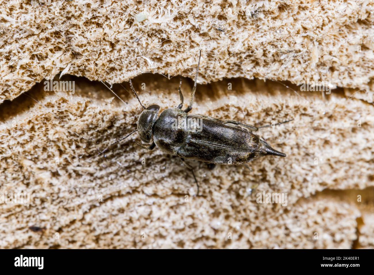 Tomoxia hires stock photography and images Alamy