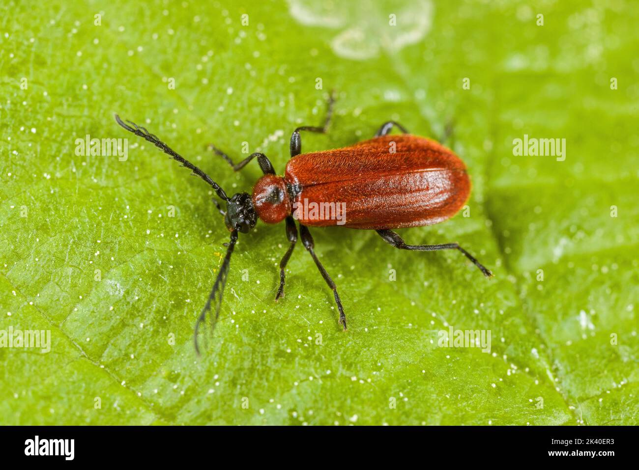Orange-coloured fire beetle (Schizotus pectinicornis), male sits on a leaf, Germany Stock Photo