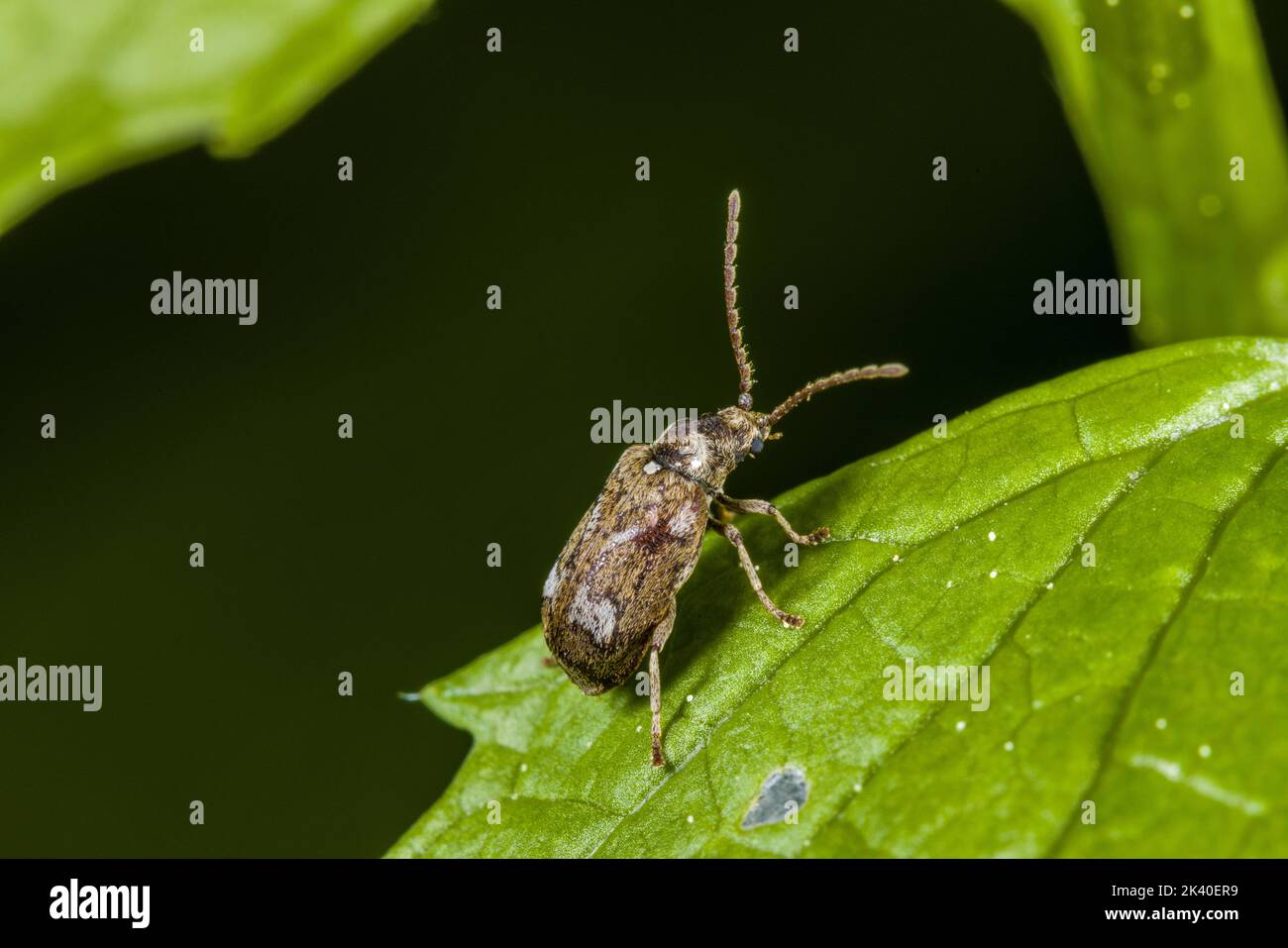 Death-watch beetle (Ptinomorphus imperialis, Hedobia imperialis), sits on a leaf, Germany Stock Photo