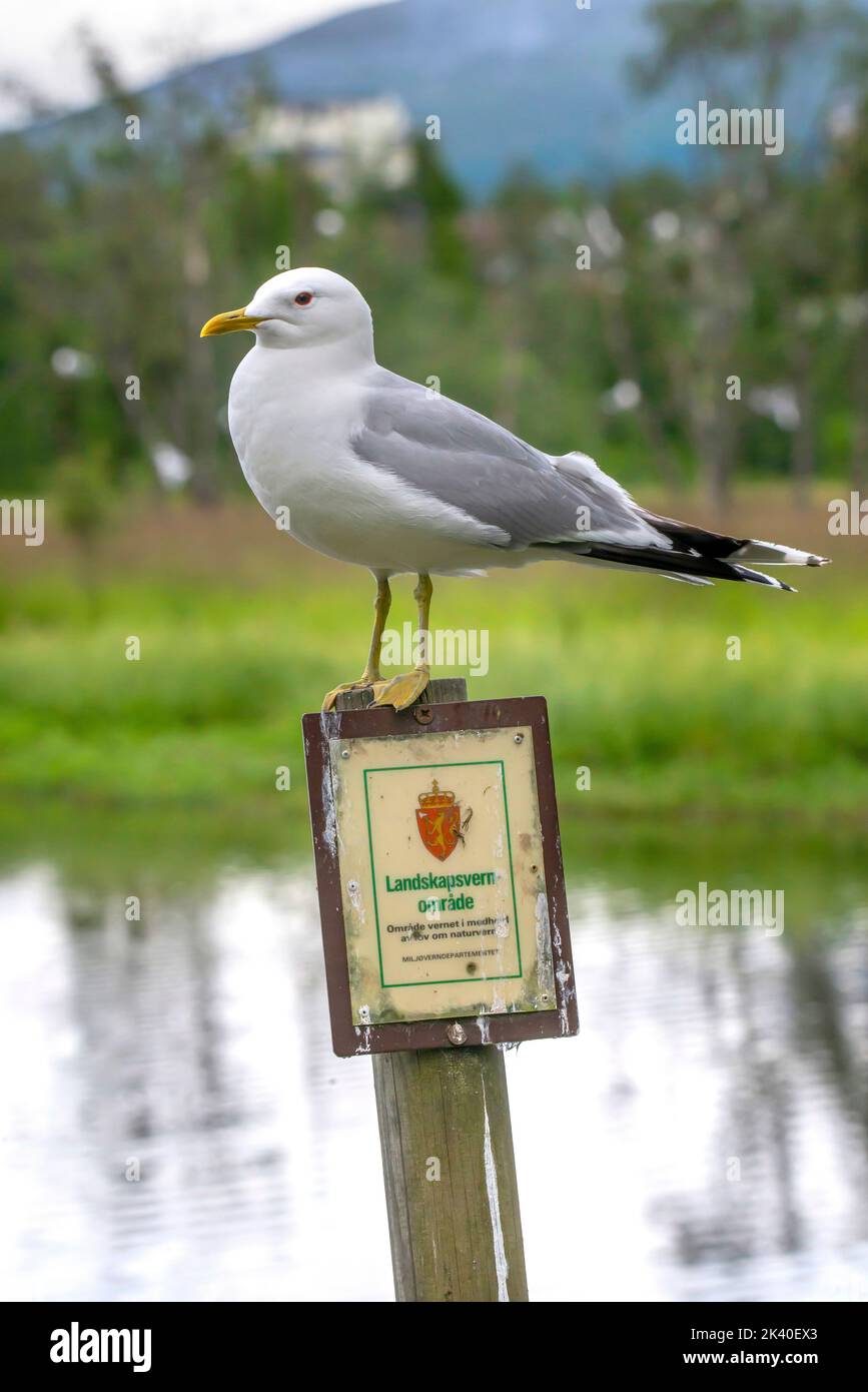 mew gull (Larus canus), perched on a conservation area sign at lake Prestvannet, Norway, Troms, Tromsoe Stock Photo