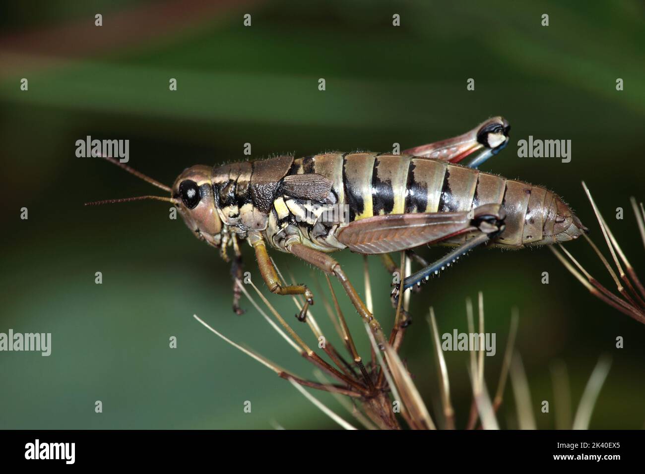 Brown mountain grasshopper (Podisma pedestris), male, Germany Stock Photo