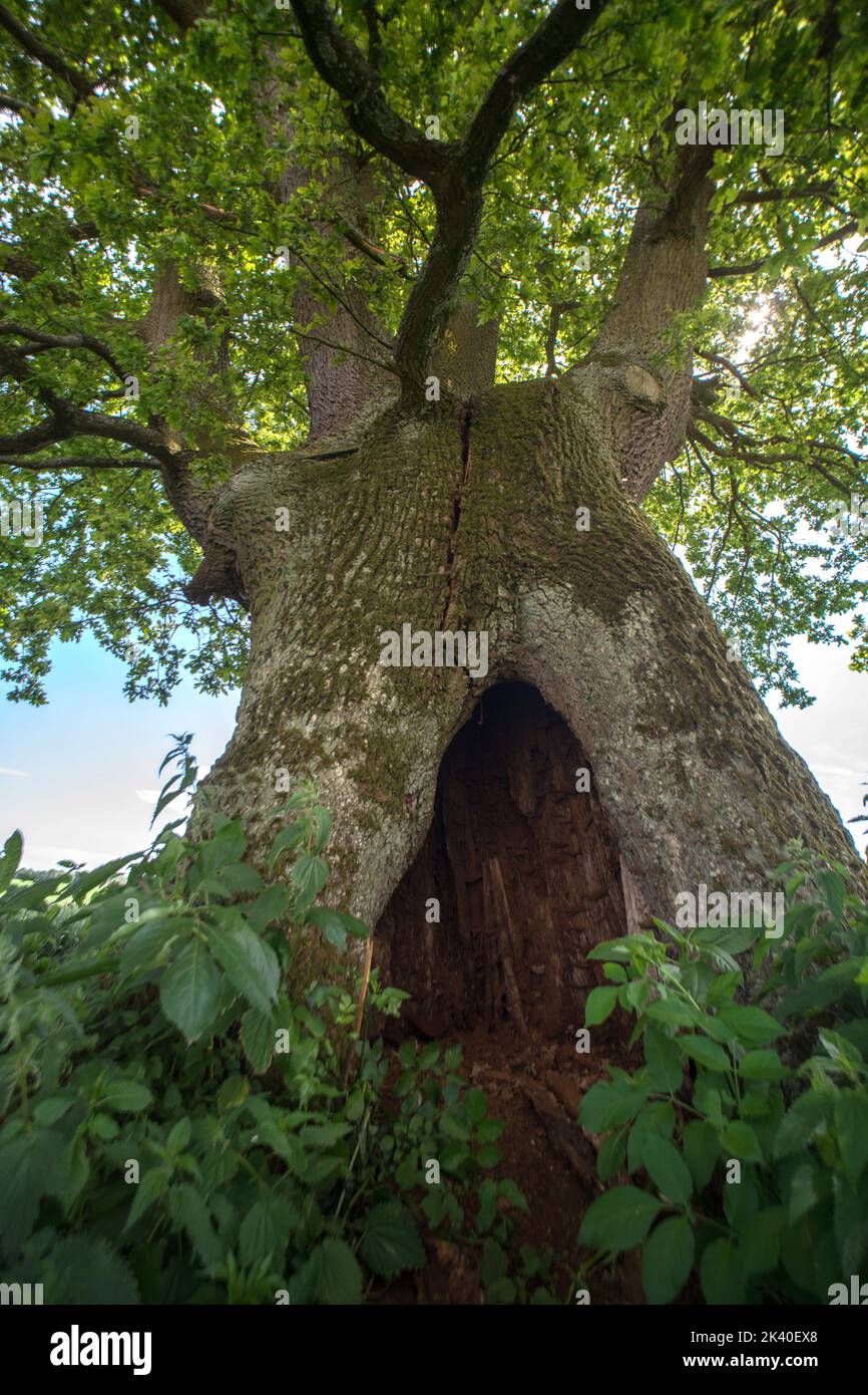 common oak, pedunculate oak, English oak (Quercus robur, Quercus pedunculata), 700-year-old oak near Allershausen, Germany, Bavaria, Oberbayern, Upper Stock Photo