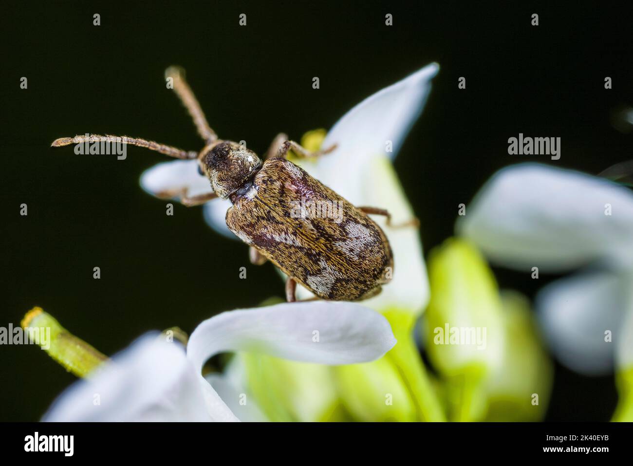 Death-watch beetle (Ptinomorphus imperialis, Hedobia imperialis), sits on a flower, Germany Stock Photo