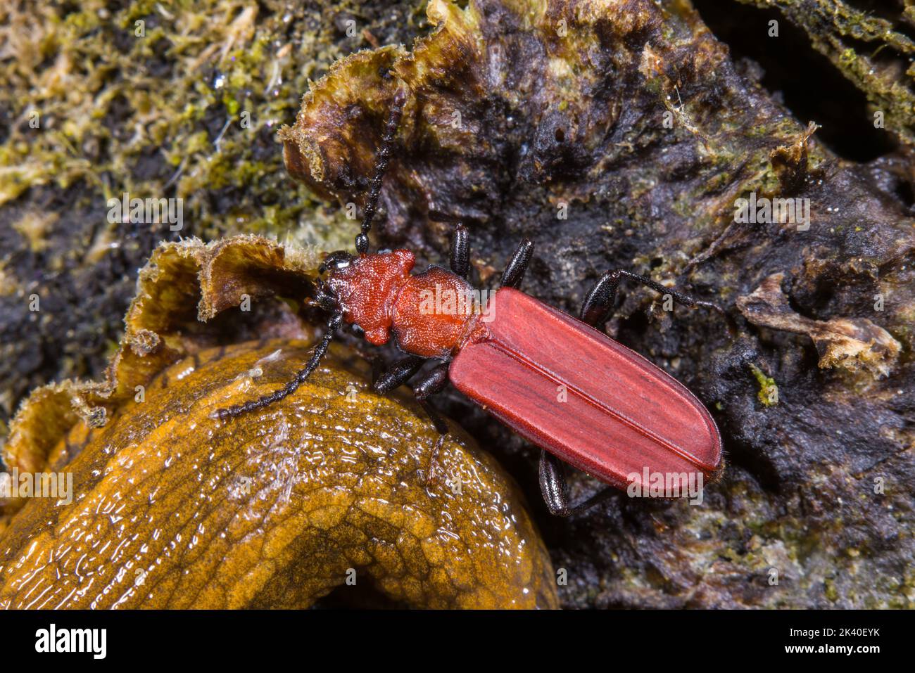 Cinnabar flat bark beetle (Cucujus cinnaberinus), on the ground next to a slug, Germany Stock Photo