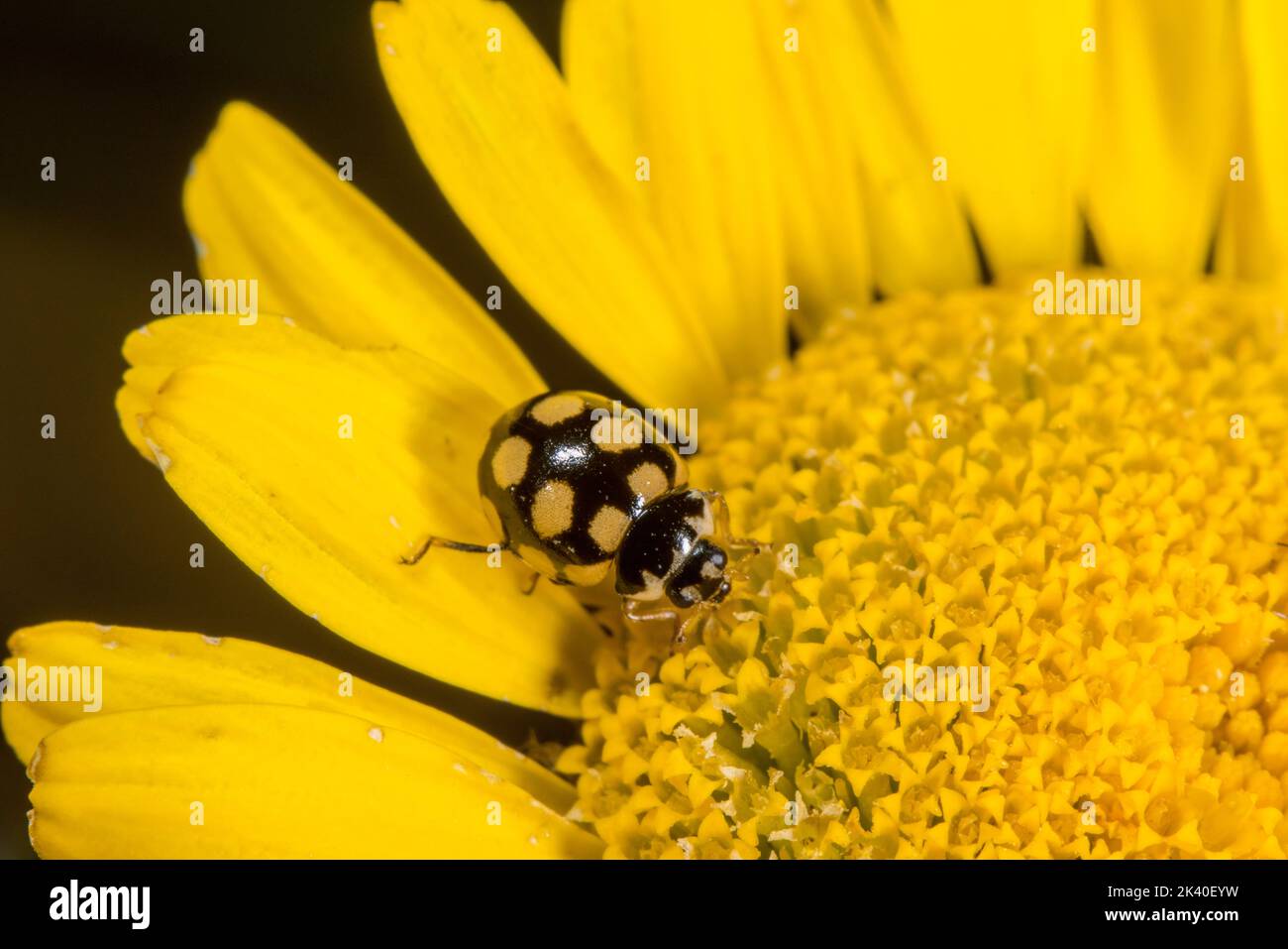 ladybird beetle (Coccinula quatuordecimpustulata), sits on a flower, Germany Stock Photo