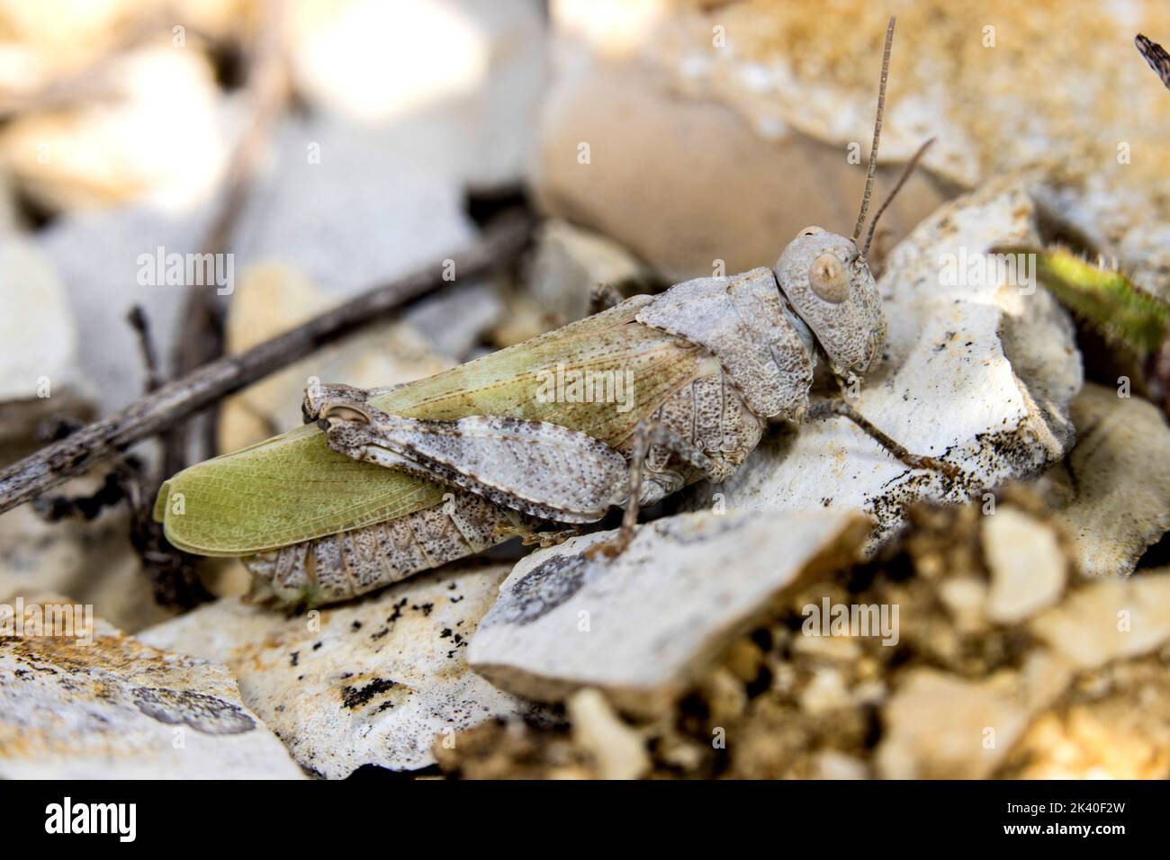 Red-winged grasshopper (Oedipoda germanica), sits on a stone, Germany Stock Photo