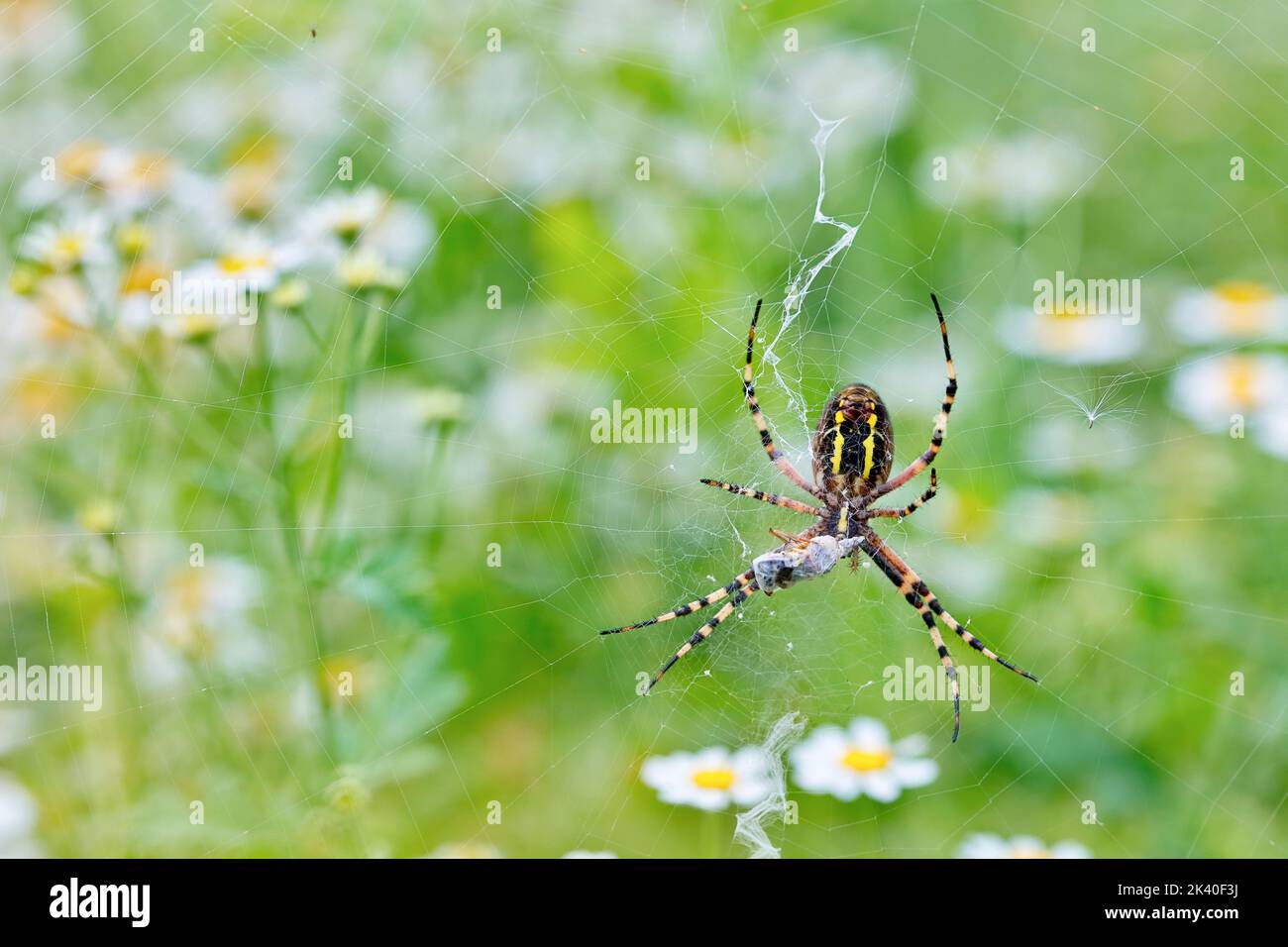 Black-and-yellow argiope, Black-and-yellow garden spider (Argiope bruennichi), with prey in the cobweb, view from below, Germany Stock Photo