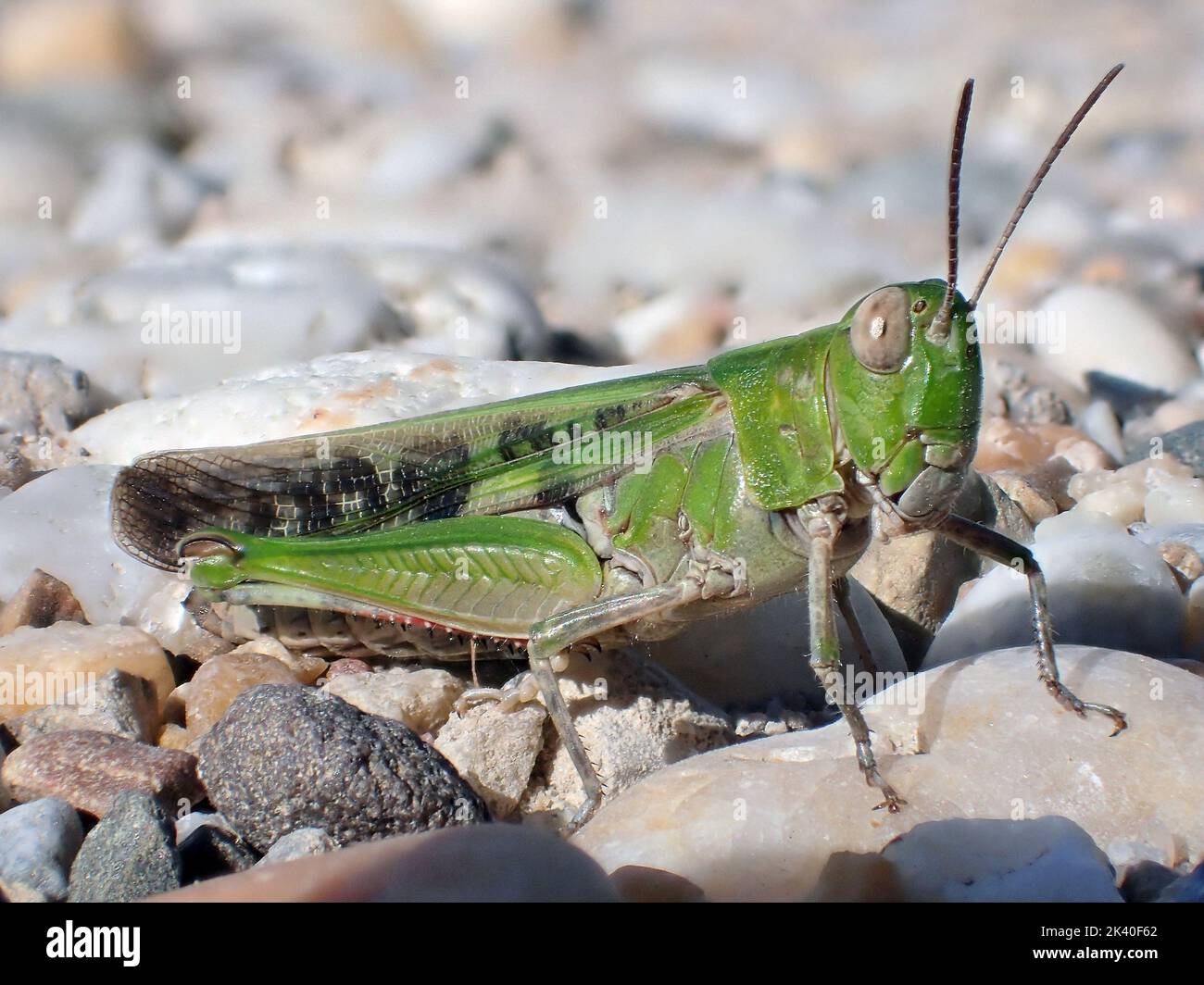 Longwinged grasshopper (Aiolopus thalassinus, Epacromia thalassina), sits on pebbles, Germany Stock Photo