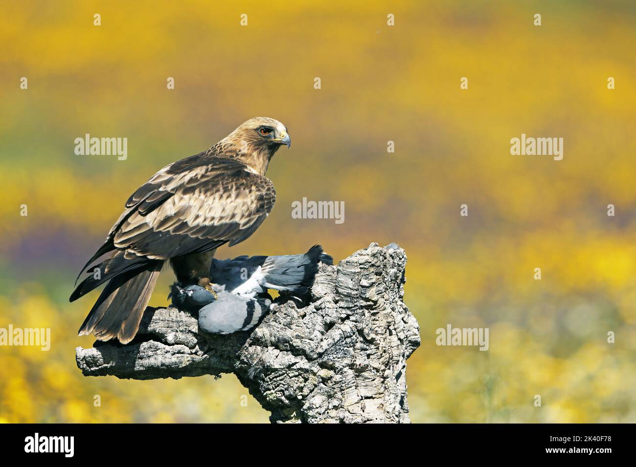 booted eagle (Hieraaetus pennatus, Aquila pennata), pale colour morh perched on a cork oak with caught dead dove, Spain, Extremadura, San Vicente de Stock Photo