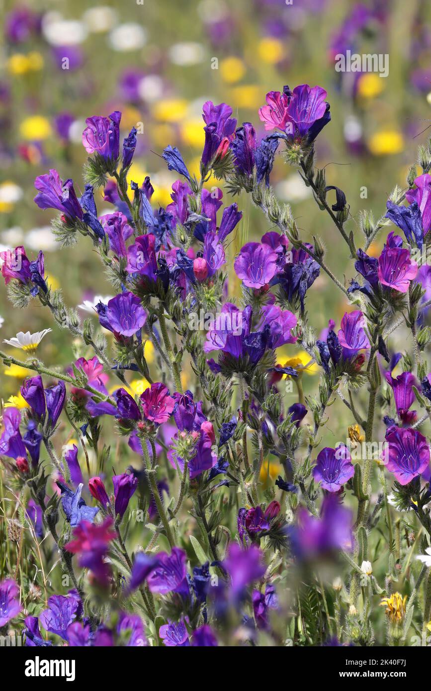 Wildflower500g Patterson’s curse 500g Wildflower500g Patterson's curse 500g Patterson's Curse