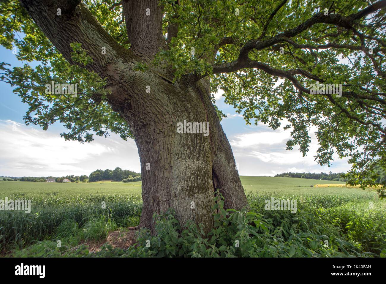 common oak, pedunculate oak, English oak (Quercus robur, Quercus pedunculata), 700-year-old oak near Allershausen, Germany, Bavaria, Oberbayern, Upper Stock Photo