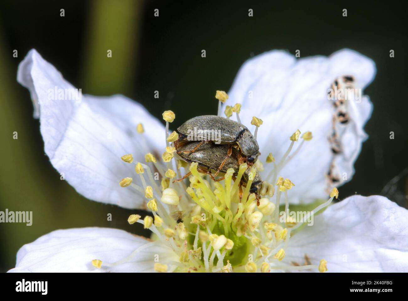 European raspberry fruitworm, Raspberry beetle (Byturus tomentosus, Dermestes flavescens, Byturus olivaceus, Bytus urbanus, Horticola urbanus), Stock Photo