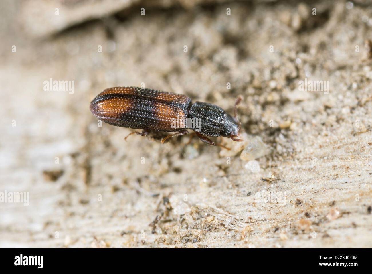 Saddle-backed Bitoma, Wedge-shaped Beetle (Bitoma crenata, Ditoma crenata), sits on deadwood, Germany Stock Photo