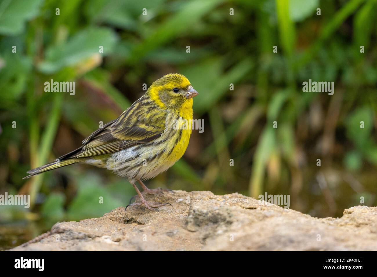 European serin (Serinus serinus), male stands on the ground at a water place, Spain, Losa del Obispo Stock Photo