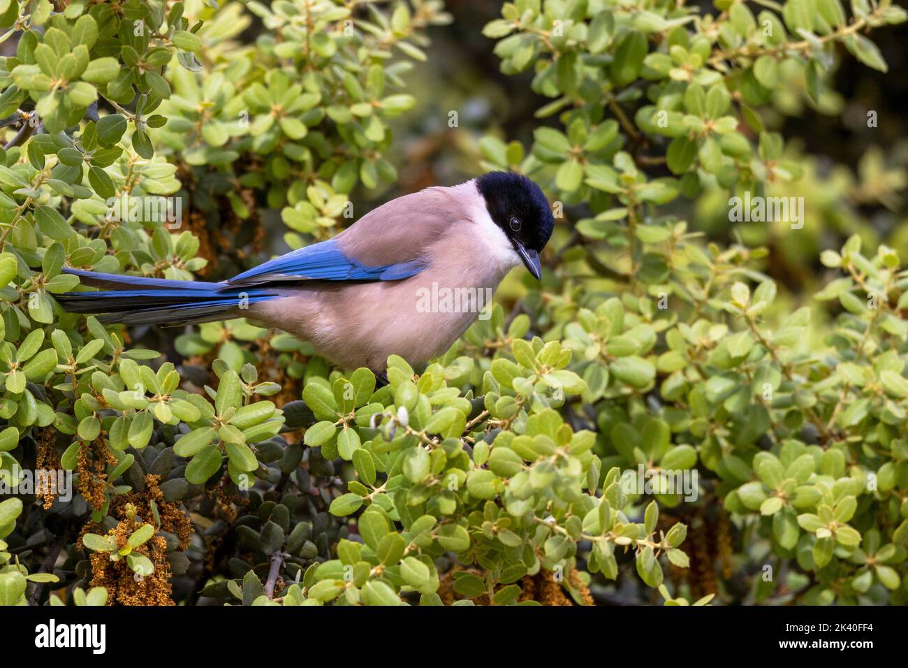 Iberian azure-winged magpie (Cyanopica cooki), perched on an evergreen oak, Spain, Extremadura, Caceres Stock Photo