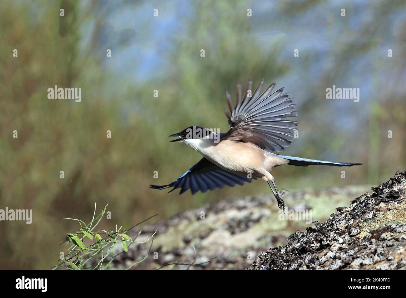 Iberian azure-winged magpie (Cyanopica cooki), takes off a stone with fodder in the bill, Spain, Extremadura, Caceres Stock Photo