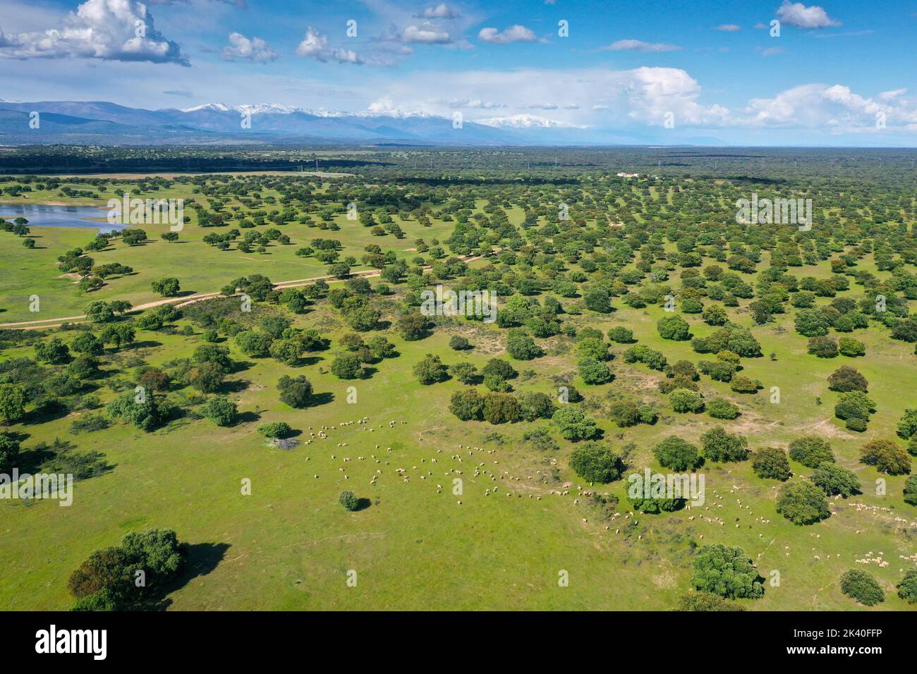 Holm oak, Evergreen oak, Holly oak, Evergreen Oak (Quercus ilex), large holm oak dehesa in front of Sierra de Gredos, aerial view North of Monfrague Stock Photo