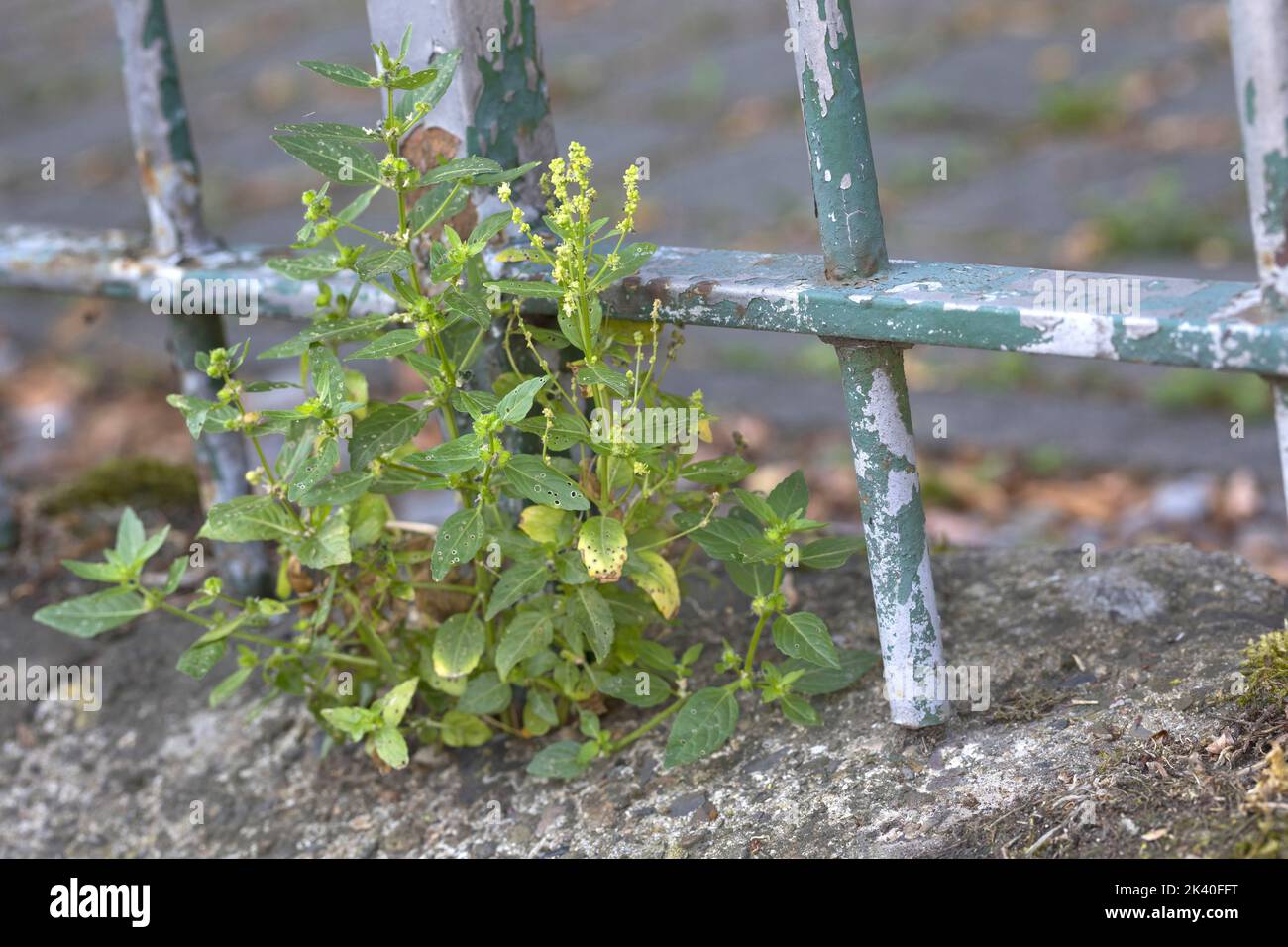 annual mercury, herb-mercury (Mercurialis annua), growing on a wall, Germany Stock Photo