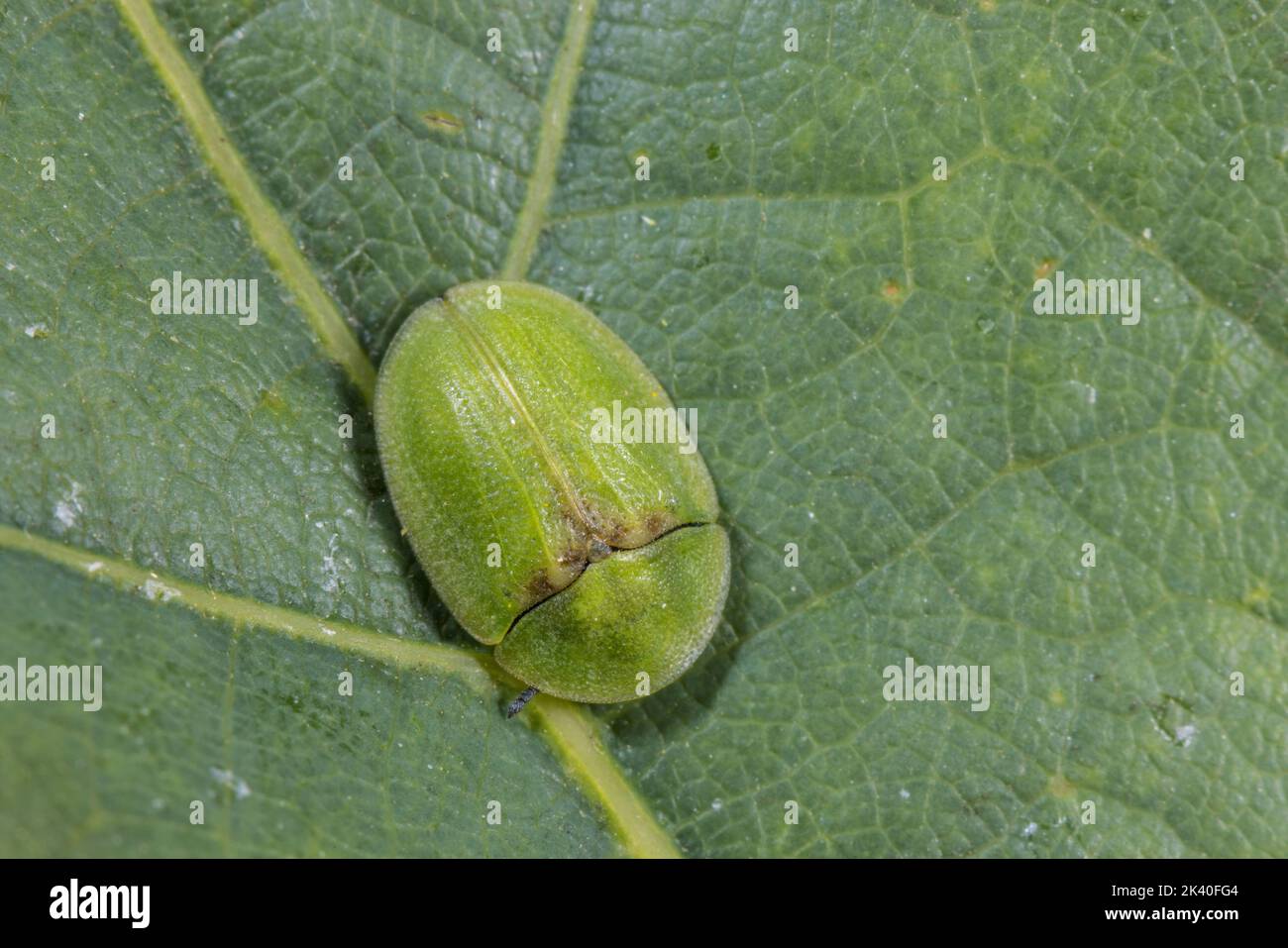 Thistle tortoise beetle (Cassida rubiginosa), sits on a leaf, Germany Stock Photo