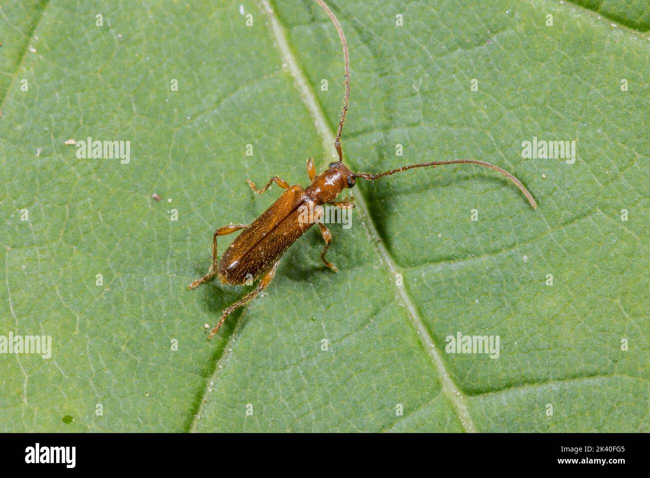 Brown Longhorn Beetle (Obrium brunneum), sits on a leaf, Germany Stock Photo