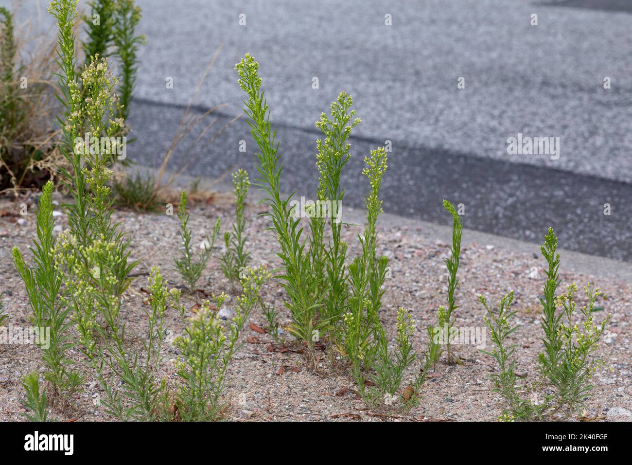 horseweed, Canadian fleabane (Conyza canadensis, Erigeron canadensis), growing on a pavement, Germany Stock Photo