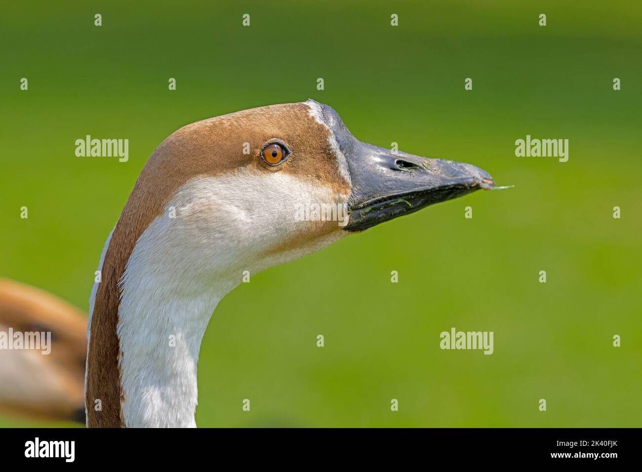 Swan Goose, Brown African Goose (Anser cygnoides), portraot, Germany, Baden-Wuerttemberg, Heidelberg Stock Photo