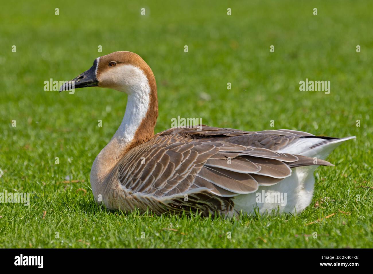 Swan Goose, Brown African Goose (Anser cygnoides), on a lawn at Neckar, Germany, Baden-Wuerttemberg, Heidelberg Stock Photo