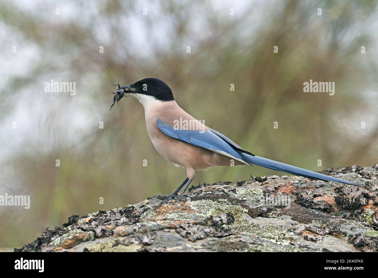 Iberian azure-winged magpie (Cyanopica cooki), stands on a stone with a cricket in the bill, Spain, Extremadura, Caceres Stock Photo