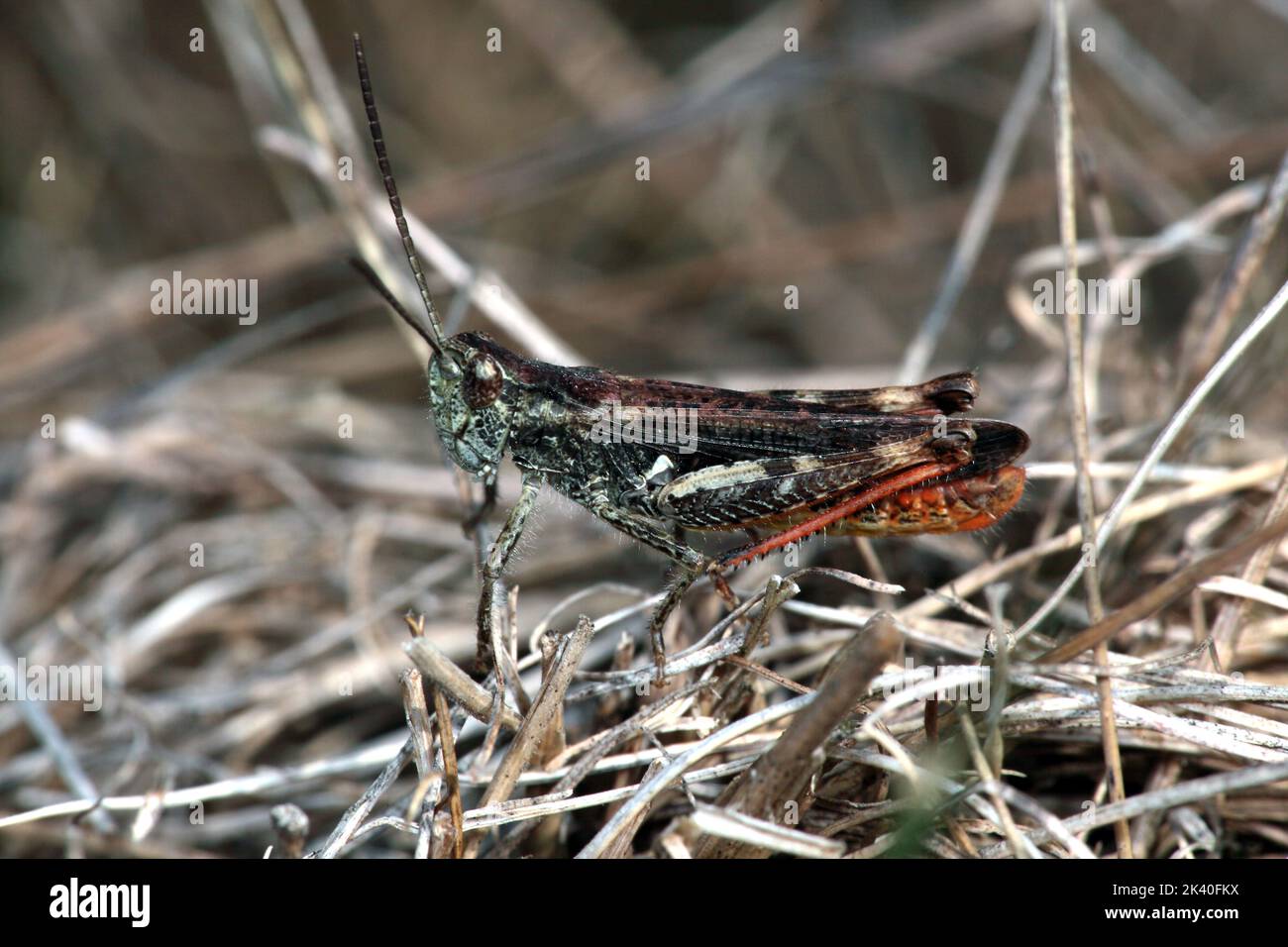 mottled grasshopper (Myrmeleotettix maculatus, Gomphocerus maculatus), male on dry grass, Germany Stock Photo
